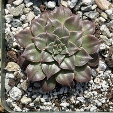 Graptopetalum bellum