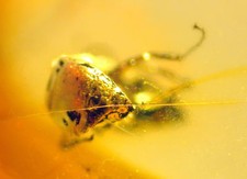 Ambra del Mar Baltico con RARA