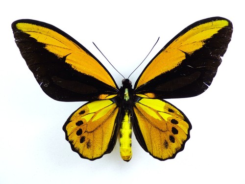 Ornitoptera croesus lydius - , per