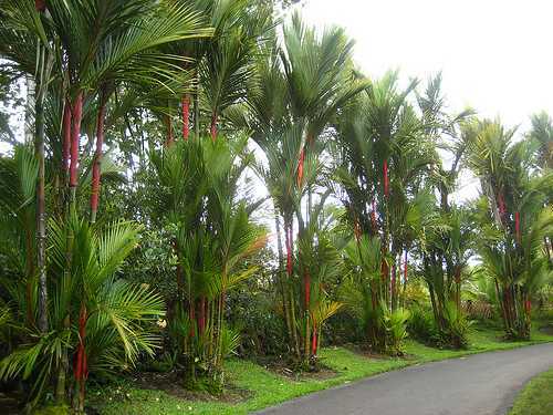 Cyrtostachys renda palmo di - renda,,