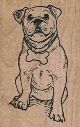 Bulldog con collare osseo x - collare,
