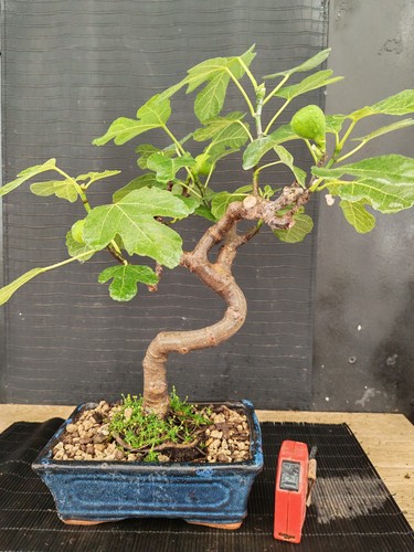 Bonsai fico 42 cm visita - bonsai,