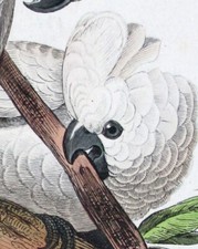 1836, pauquet incisione dipinta a mano su uccellini esotici cacatua crestato di zolfo VCA