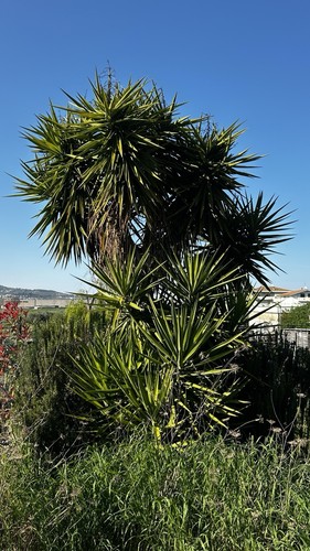 Yucca gigante piante - yucca,