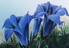 Quadro dipinto a mano d'autore - 40x30 cm - Genziana, Fiori di Montagna