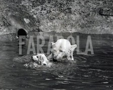 Foto Vintage Animali Regno Unito zoo di Londra Mamma Orsa e cucciolo 1950