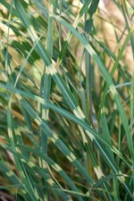 10+ Semi di ERBA ZEBRATA