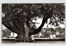 917567) Cartolina Schwabach - Vecchio tiglio