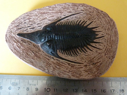 Moulage trilobite - moulage, de