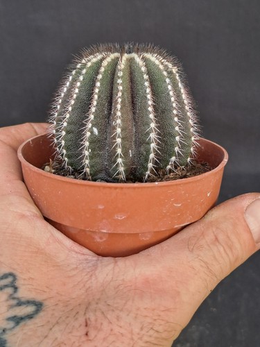 Uebelmannia pectinifera