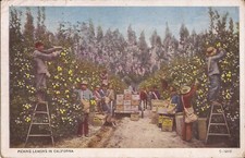 AGRICOLTURA: Raccolta Limoni