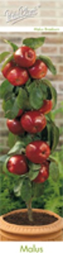 Varie piante frutto limone - varie,