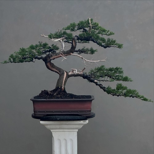 Albero vivo juniperus