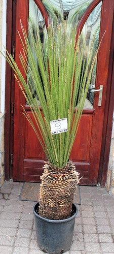 Dasylirion miquihuanensis dal