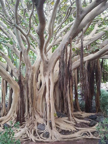 Ficus sacro religiosa - ficus,