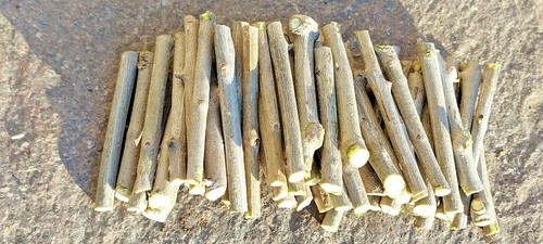 Legno ulivo tronchetti - legno, di
