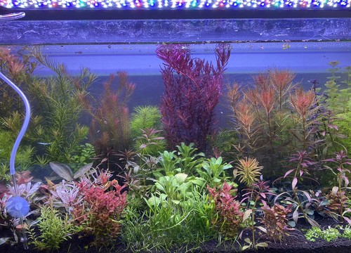 Promo lot plantes aquarium - lot,