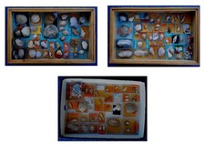 Grande raccolta Fossili del