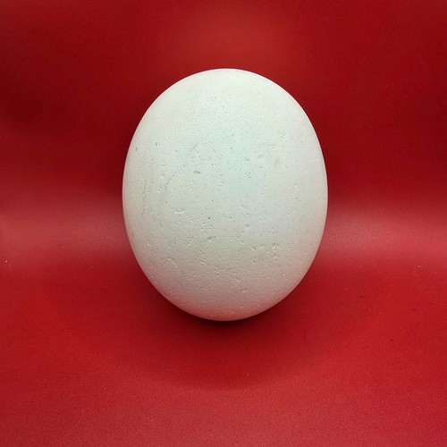 Ostrich egg shell - single, hole