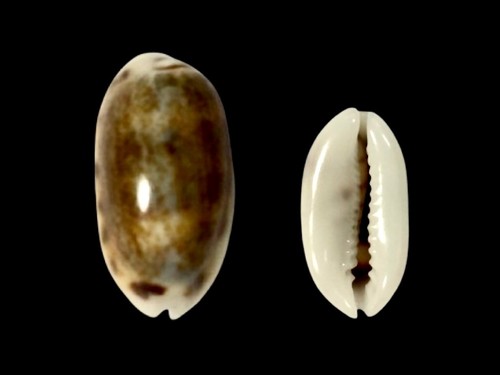 Cypraea listeri - , f