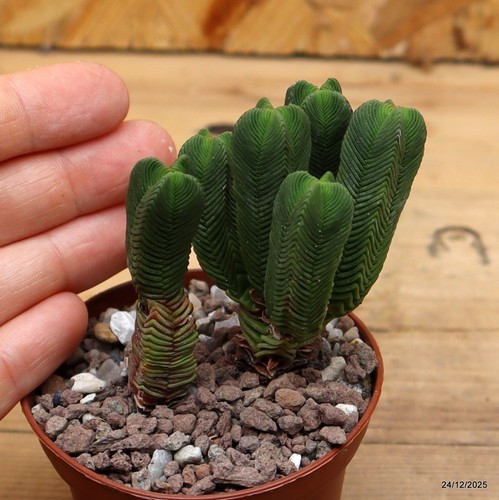 Crassula pyramidalis vaso 5 - crassula,