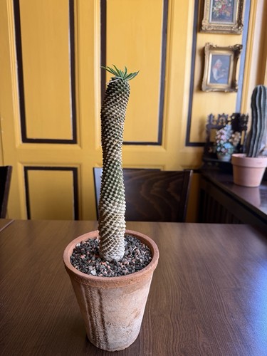 Euphorbia kirin vecchio cactus - kirin,