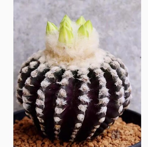 Pianta succulenta cactus - succulenta, di