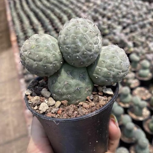 Tephrocactus geometricus - tephrocactus,
