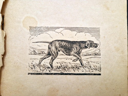 Basnin pointer dog breed - v.n.,