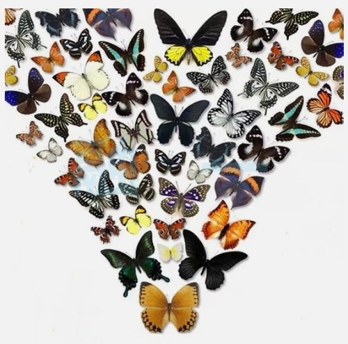 20pcs butterfly species with - species,