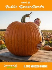 5 Semi Zucca Atlantic Giant