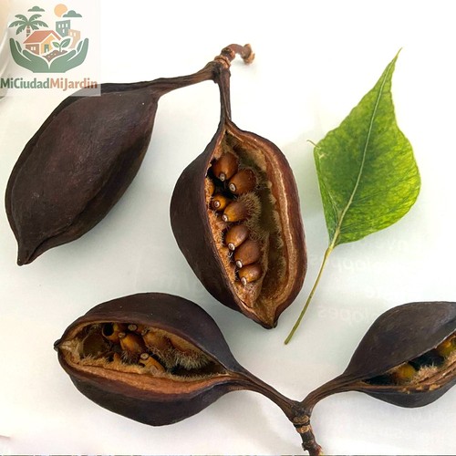 Semillas frescas - 10,