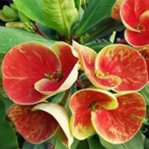 Corona spine arancione - corona, di