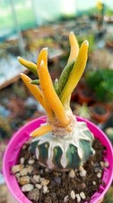 Astrophytum caput medusae