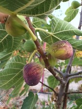 2 x "GE Neri'" talee di fico