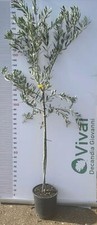 PIANTA DI ULIVO FRANTOIO DA OLIO  IN VASO 24 CM H.180/190 CM (foto reale) 4 ANNI