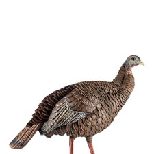 Avian hdr hen turkey - turkey, esca