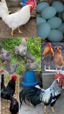 MIX 15 UOVA AMROCK ARAUCANA