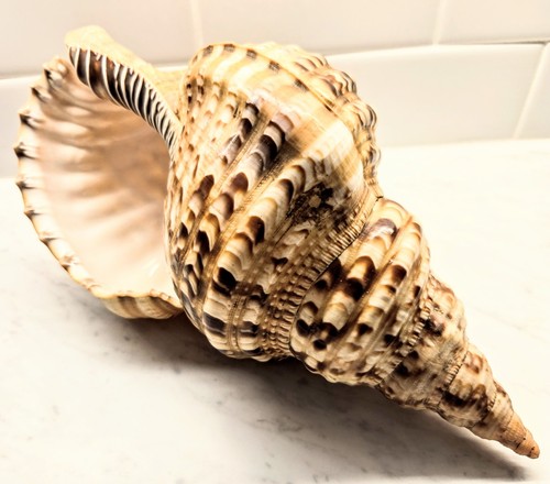 Rara tromba tritone - , conchiglia