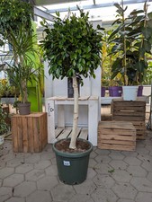 Ficus microcarpa 'Nitida'