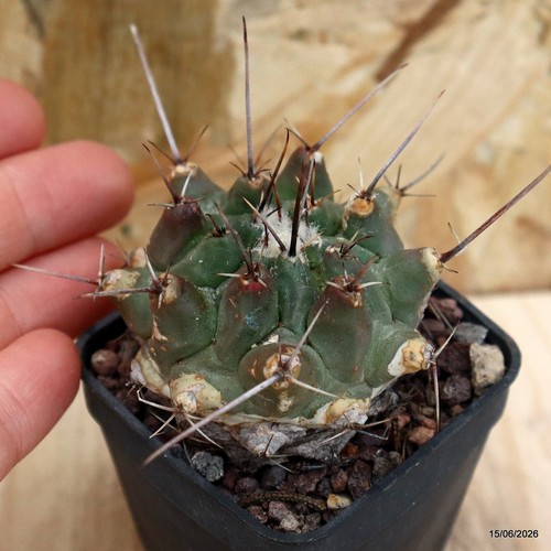Thelocactus rinconensis