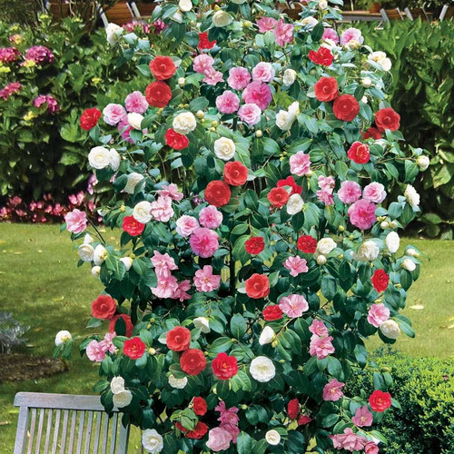 Camelia tricolore rosso - tricolore,,