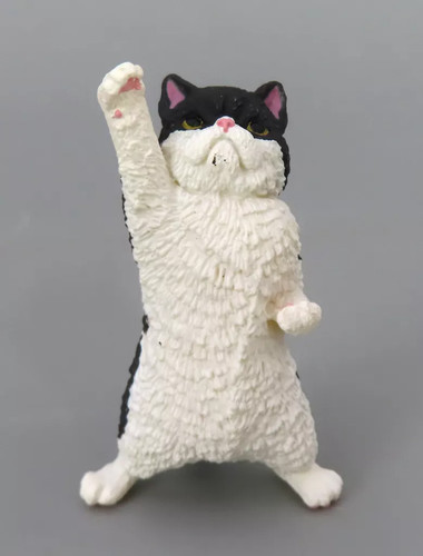 Exotic shorthair nyaooo - shorthair,