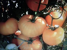 POMODORO AZOYCHKA, GRANDE GIANT, SEMI SEEDS, RESISTENTE FREDDO