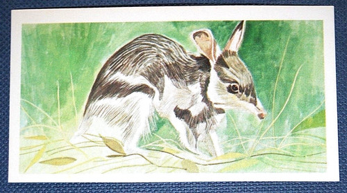 Rabbit bandicoot - rabbit,