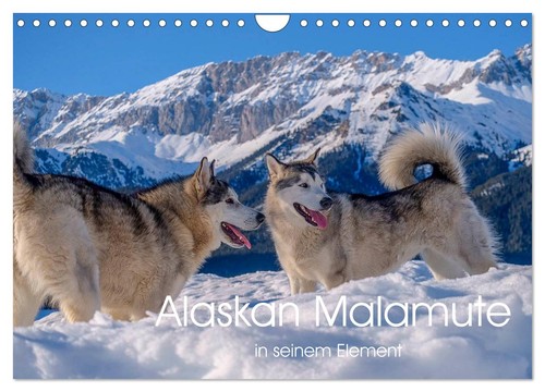 Alaskan malamute seinem - malamute,