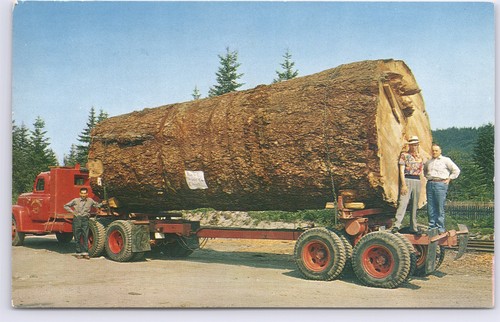 Tronco abete gigante - tronco,
