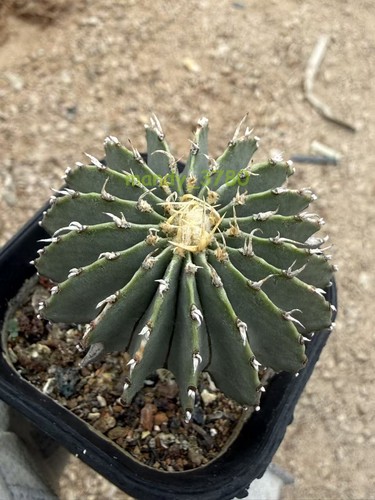 Pianta succulenta cactus - succulenta, di