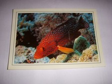 CP CARTE POSTALE GARD CAMARGUE