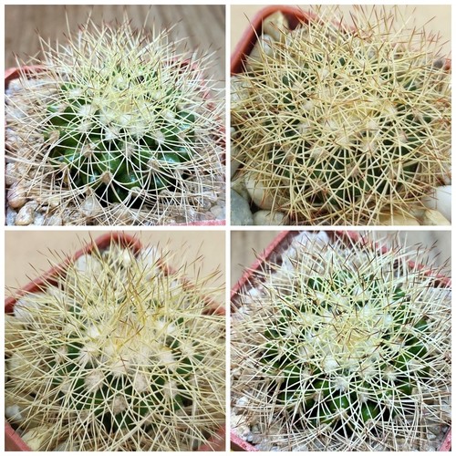 Discocactus horstiorum 738 - discocactus,